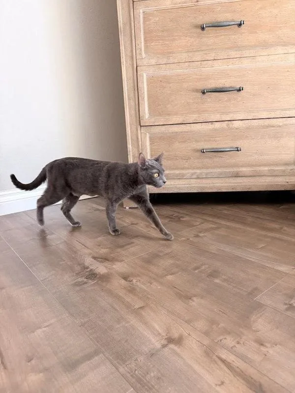 An adult medium-sized female Domestic Short Hair cat named Smokey for adoption in Bonsall, CA