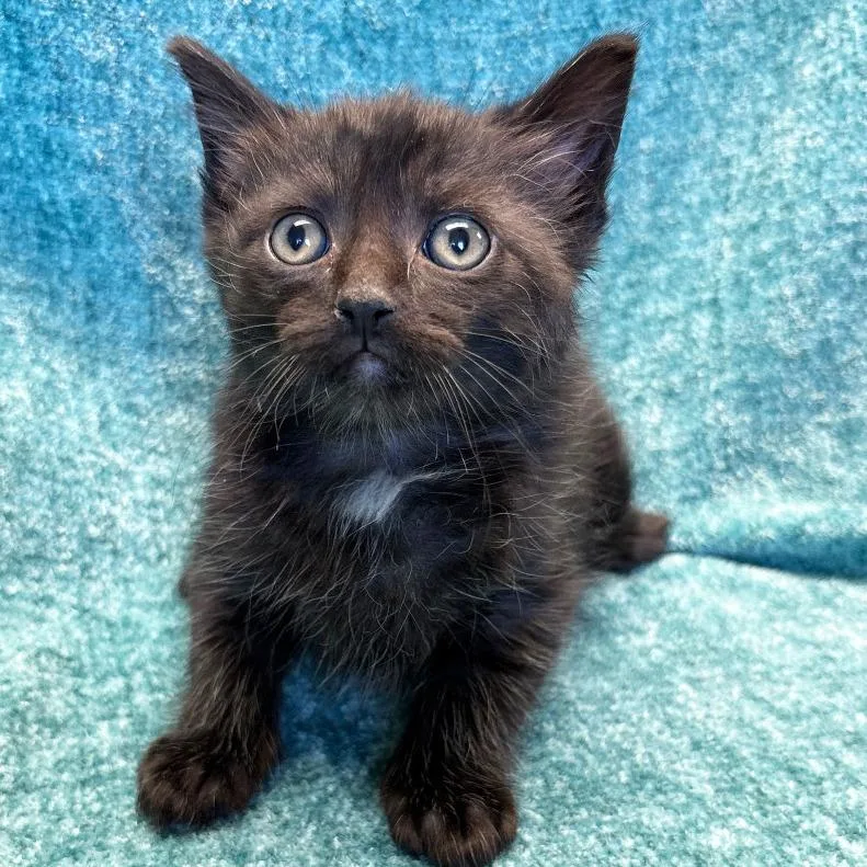 A baby small-sized male Black Domestic Short Hair cat named Dior for adoption in Mount Juliet, TN