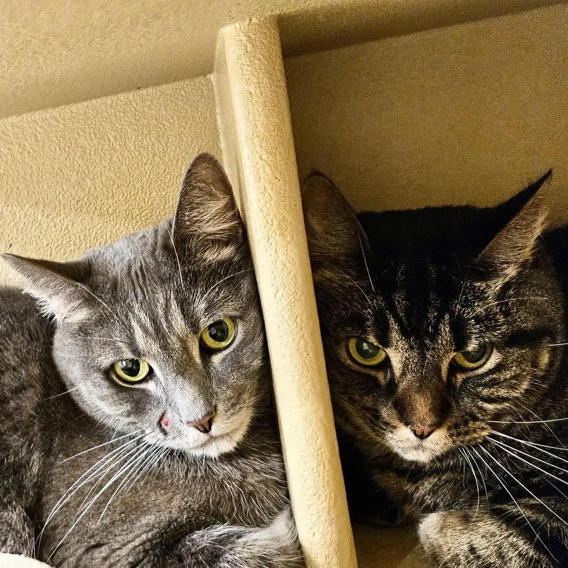 A young medium-sized female Gray & White Domestic Short Hair cat named McKayla & Fiona for adoption in Worcester, MA