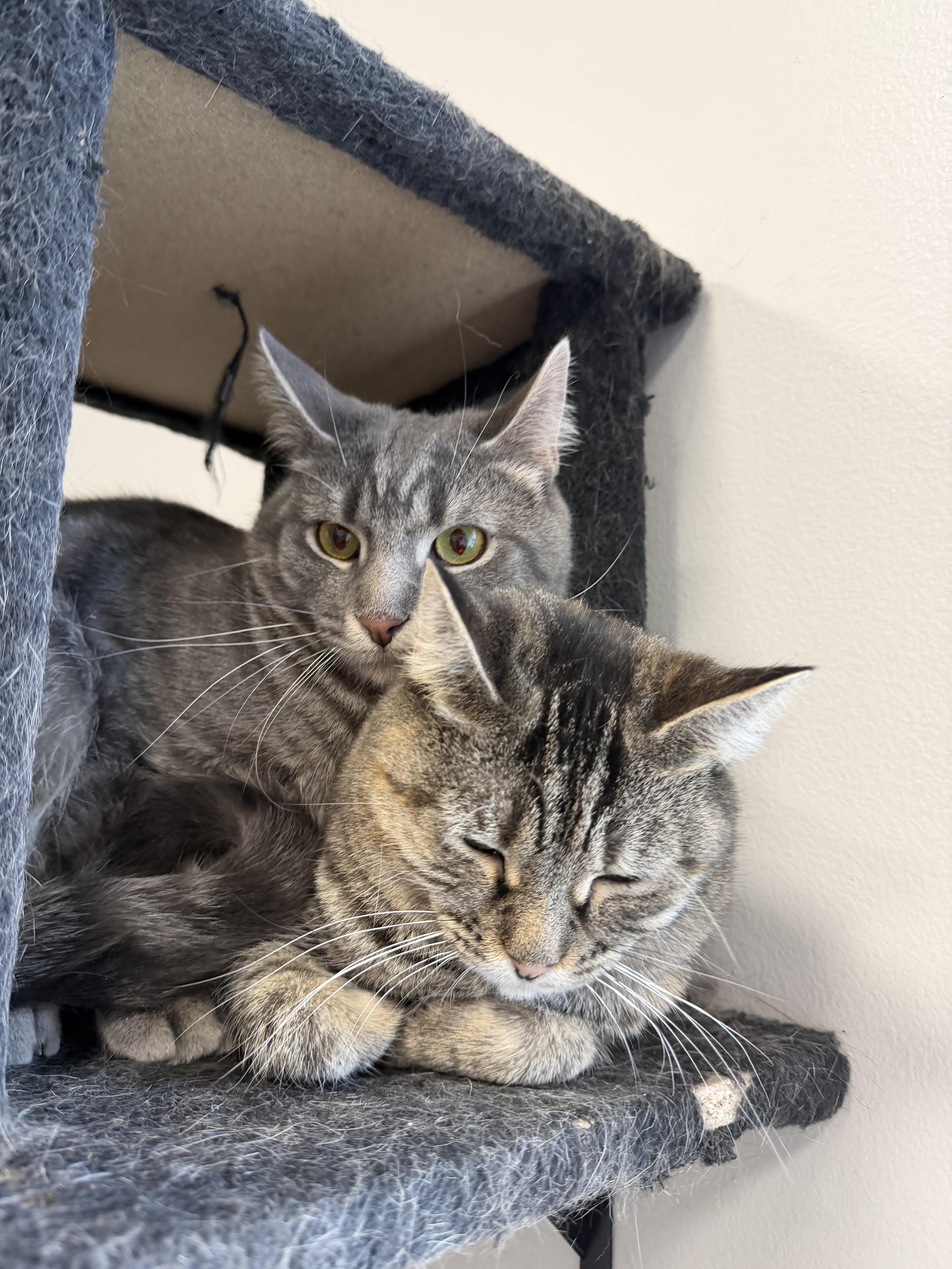 A young medium-sized female Tabby (Brown / Chocolate) Domestic Short Hair cat named Ariel for adoption in Mokena, IL