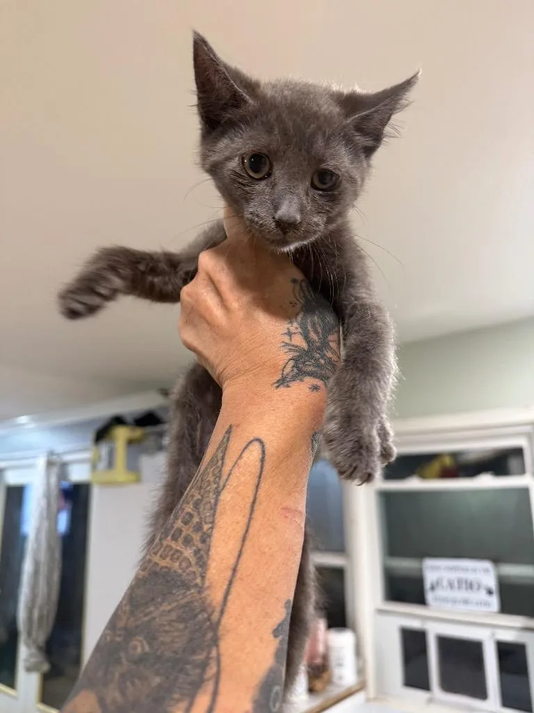 A baby large-sized male Domestic Short Hair cat named Blue Moon for adoption in warrenville, SC