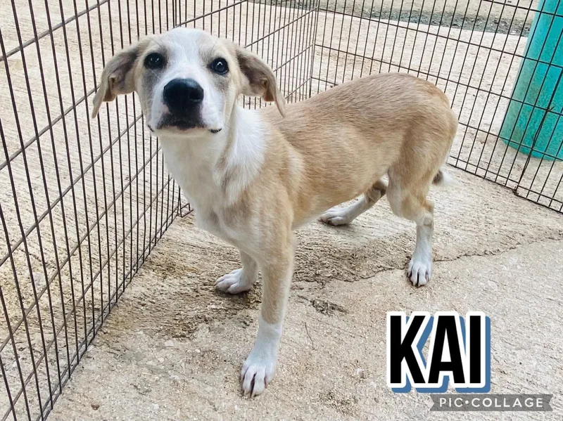 A young medium-sized male Labrador Retriever dog named Kai for adoption in Villalba, PR