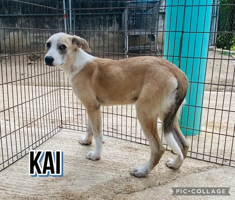 Kai thumbnail 2