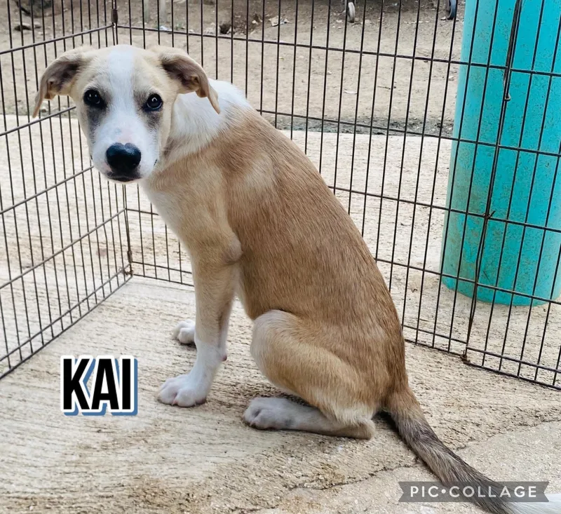 Kai thumbnail 3