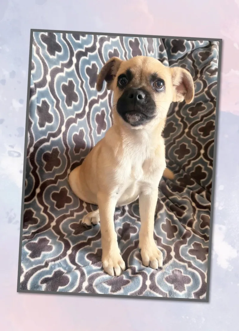 A young small-sized male Apricot / Beige Pug dog named Buck for adoption in Queen Creek, AZ