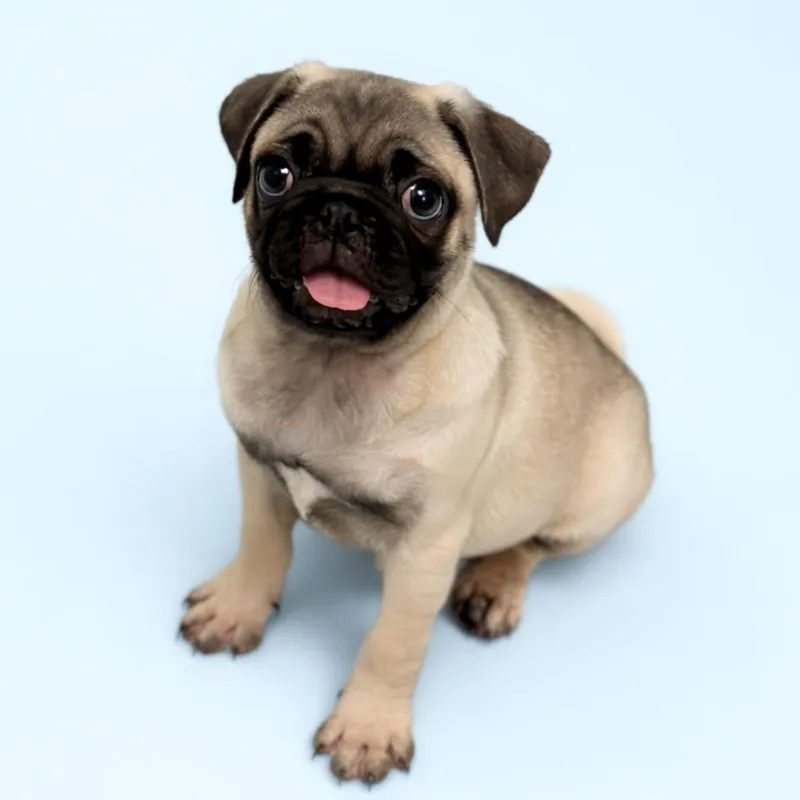 A baby small-sized male Yellow / Tan / Blond / Fawn Pug dog named Chowder for adoption in Scottsdale, AZ