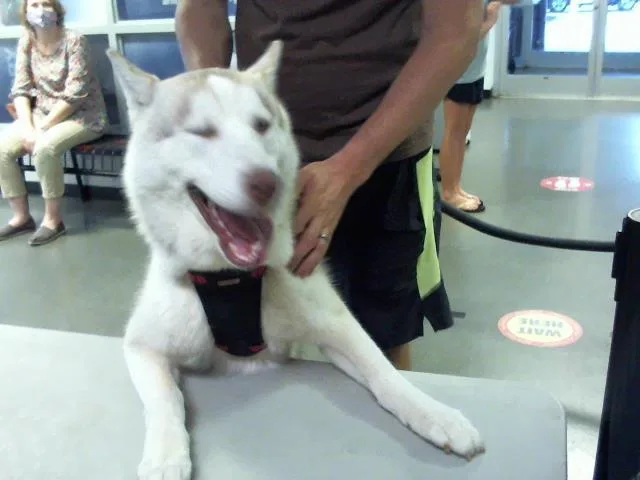 An adult large-sized male Siberian Husky dog named Koda for adoption in Charlotte, NC