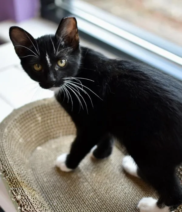 A young medium-sized male Black & White / Tuxedo Domestic Short Hair cat named Jinu for adoption in Marietta, GA