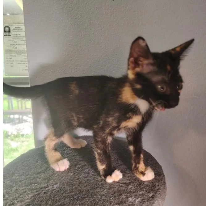 A baby small-sized female Tortoiseshell Domestic Short Hair cat named Xara for adoption in North Port, FL
