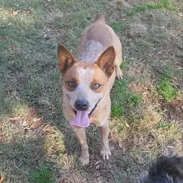 An adult medium-sized female White / Cream Cattle Dog dog named Sadiebirdie for adoption in Hackett, AR