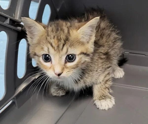 A baby small-sized female Domestic Short Hair cat named Pen for adoption in Lawrenceville, GA