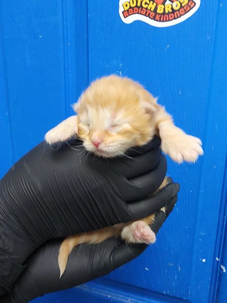 A baby medium-sized male Tabby (Orange / Red) Domestic Short Hair cat named Havoc for adoption in Evansville, IN