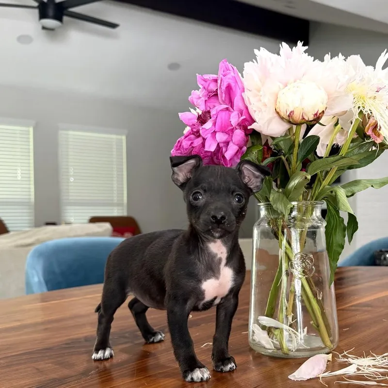 A baby small-sized female Black Chihuahua dog named Diana for adoption in Austin, TX