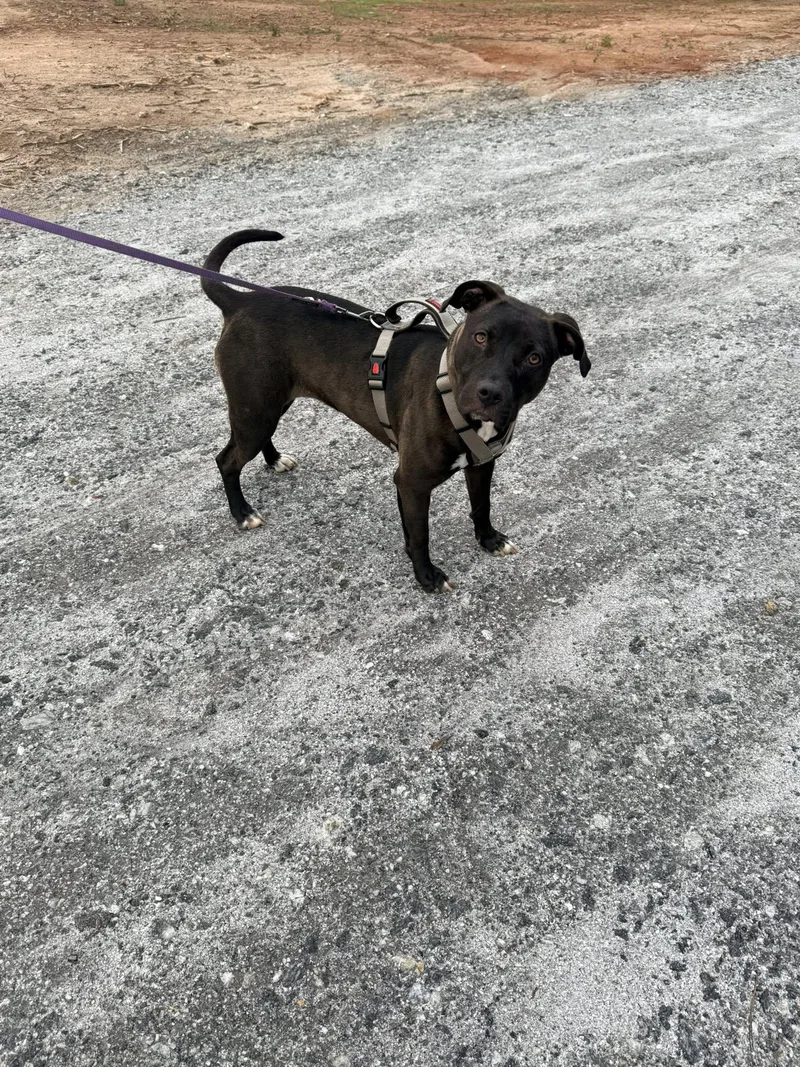 Roo