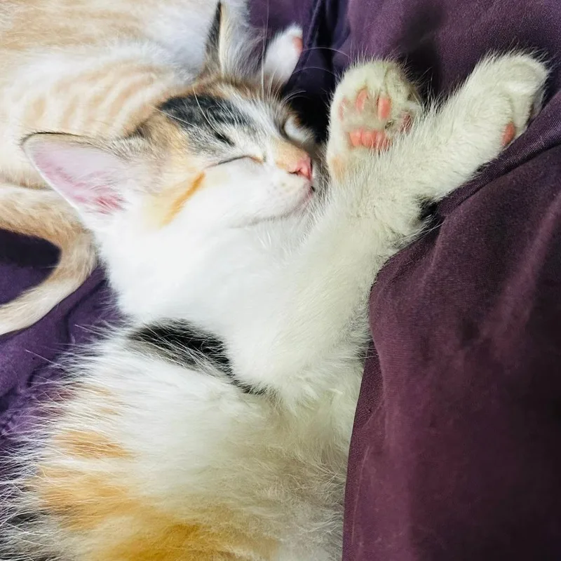 A baby small-sized female Calico Domestic Short Hair cat named Rumi for adoption in Indianapolis, IN