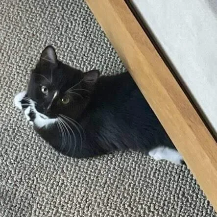 A baby medium-sized male Domestic Long Hair cat named Mittens for adoption in Austin, TX