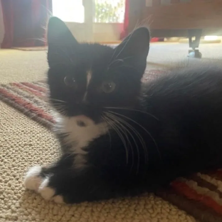 Mittens thumbnail 3