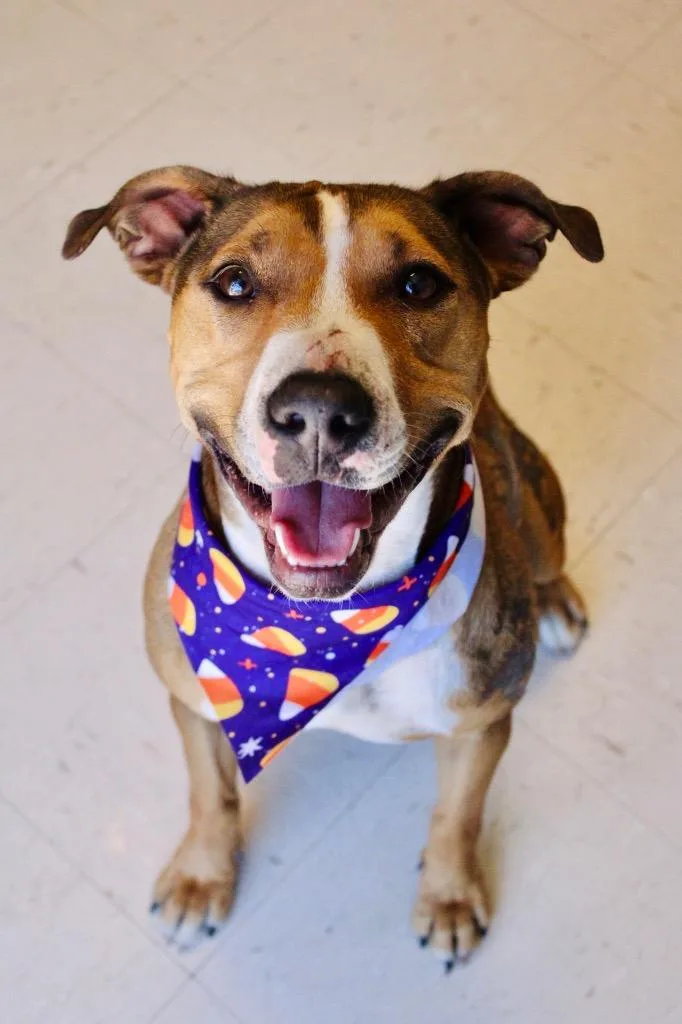 A young medium-sized female Mixed Breed dog named Molly for adoption in Morgantown, KY