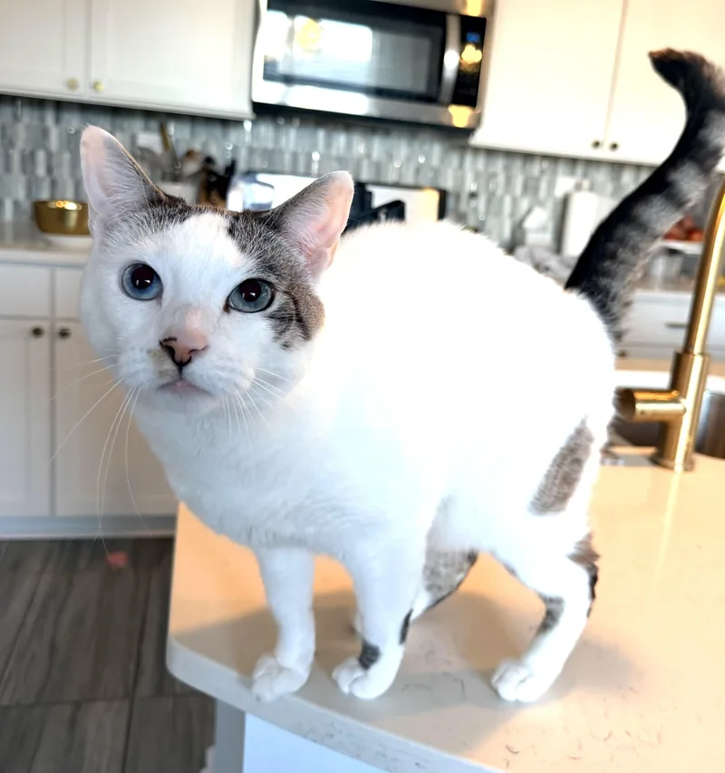 Pearlsee Video! So Sweet thumbnail 2