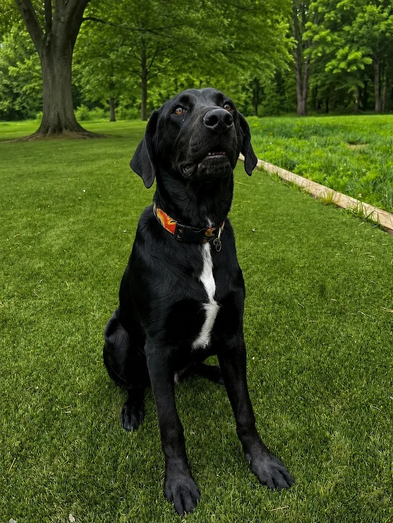 Cooper thumbnail 4