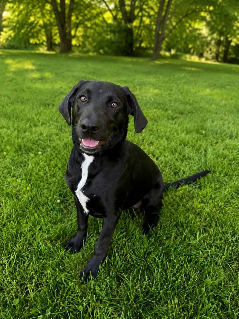 Cooper thumbnail 5