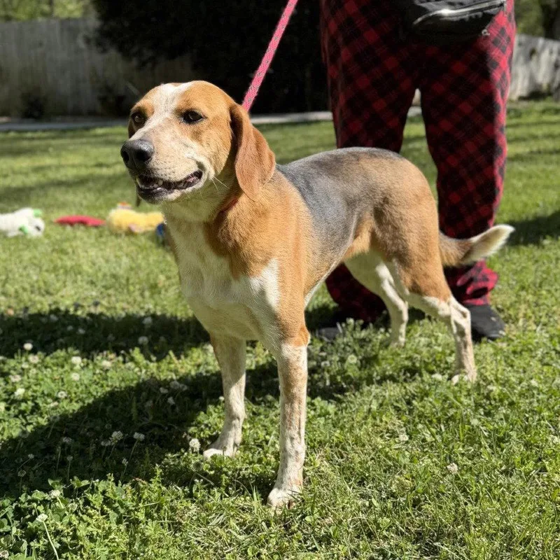 An adult medium-sized female Treeing Walker Coonhound dog named Jolene for adoption in Locust Fork, AL