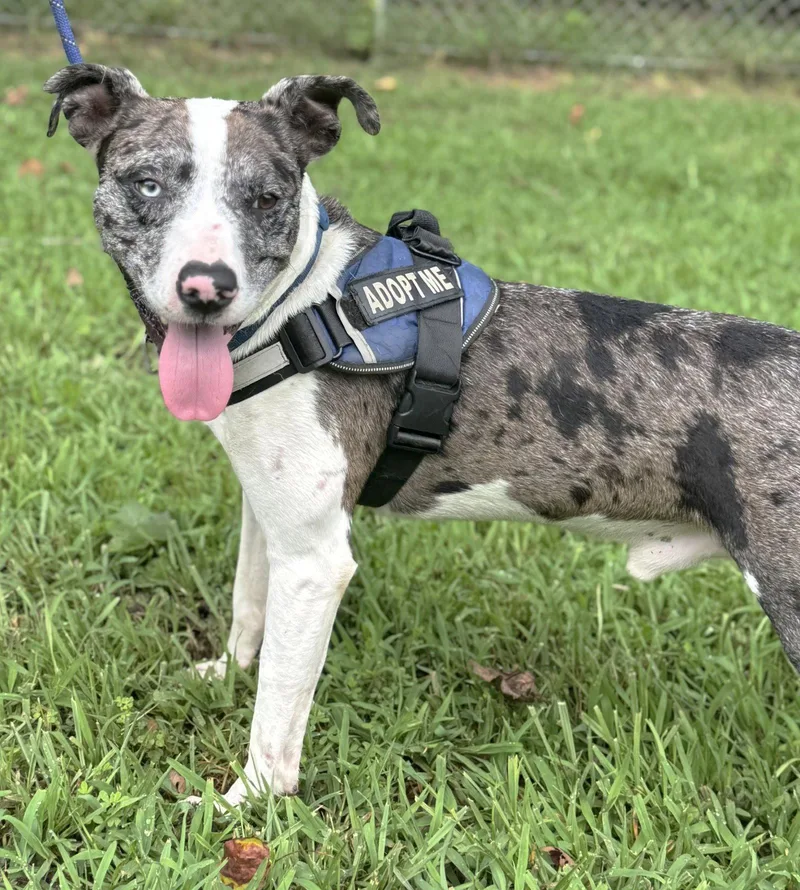 A young medium-sized male Catahoula Leopard Dog dog named Alex SCAS for adoption in Rockaway, NJ
