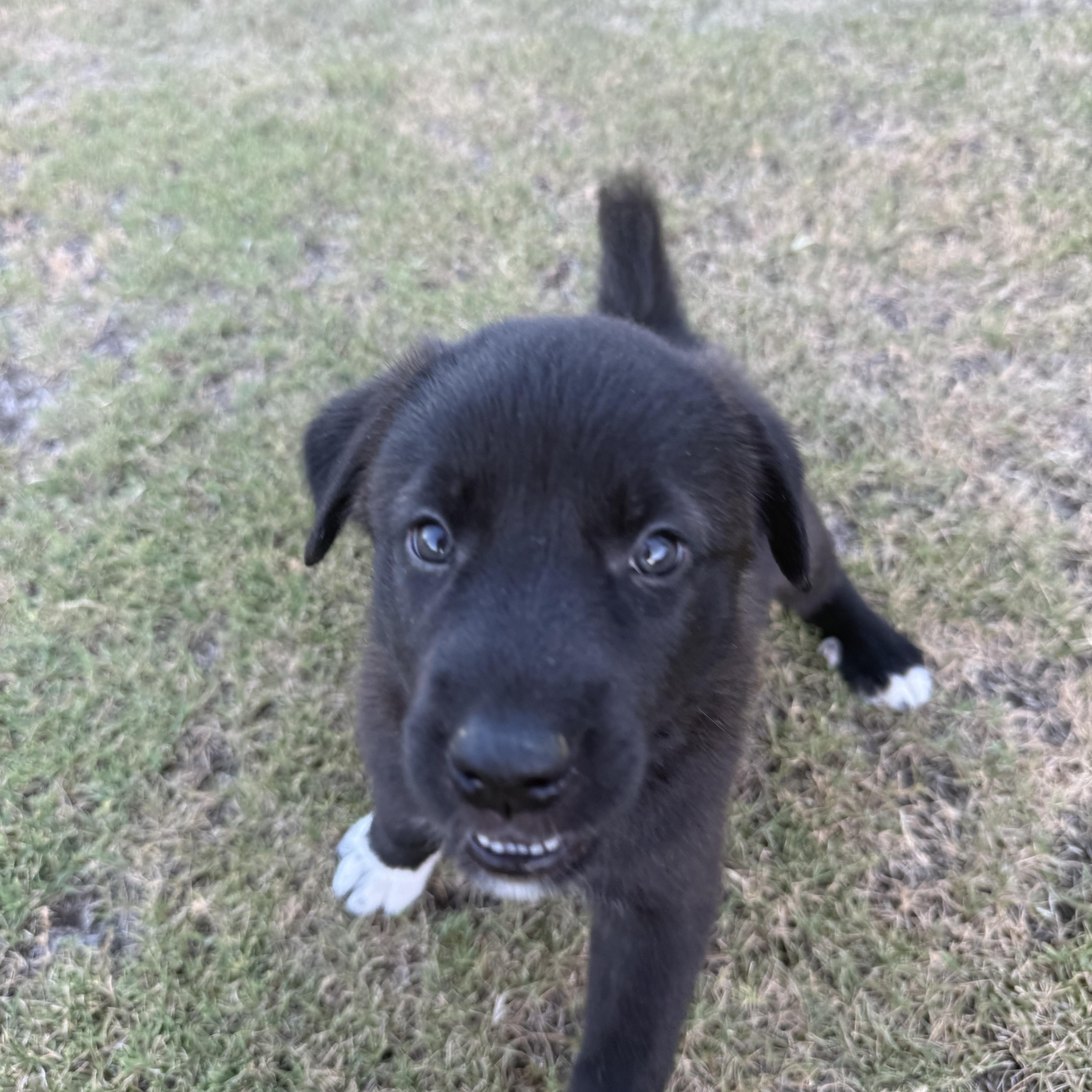 A baby large-sized female Great Pyrenees dog named Adeline for adoption in Bakersfield, CA