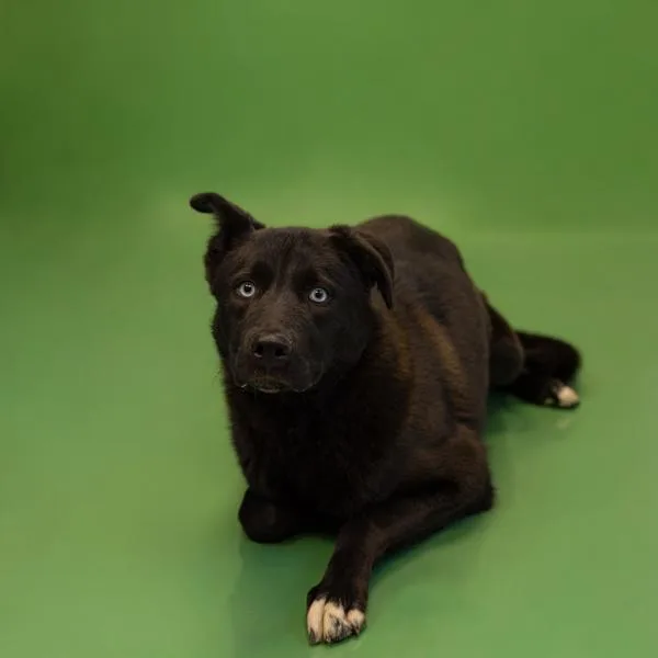 A young medium-sized female Shepherd dog named Pen C Cindy for adoption in Lawrenceville, GA