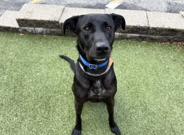 An adult medium-sized female Labrador Retriever dog named Junie for adoption in Saint Louis, MO