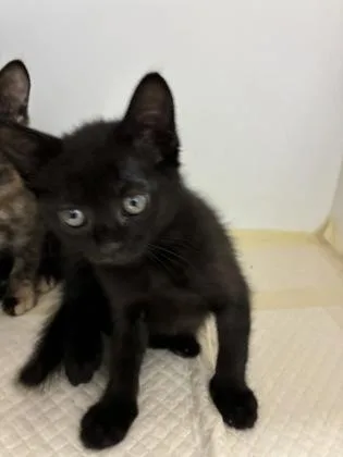 A baby small-sized male Domestic Short Hair cat named Niko for adoption in Kenansville, NC