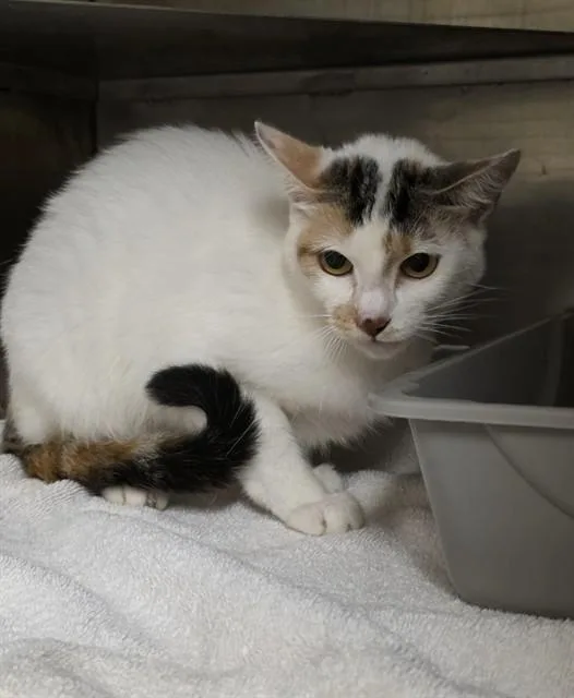 A young medium-sized female Domestic Short Hair cat named A for adoption in Conroe, TX