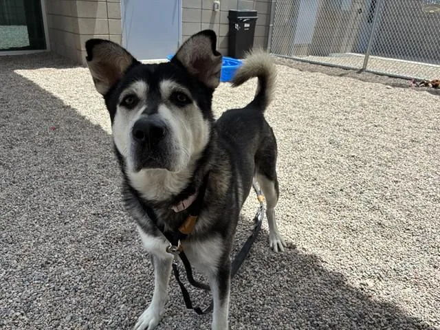 A young large-sized male Siberian Husky dog named Almondo for adoption in Mesa, AZ