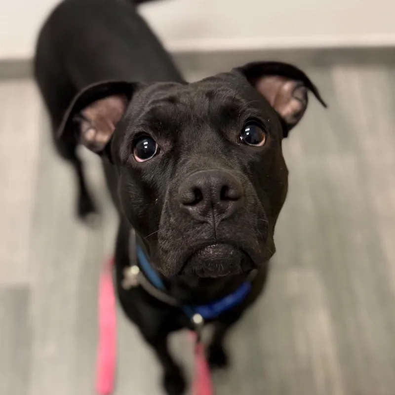 A young medium-sized female Black Mixed Breed dog named Winnie for adoption in Jacksonville, FL