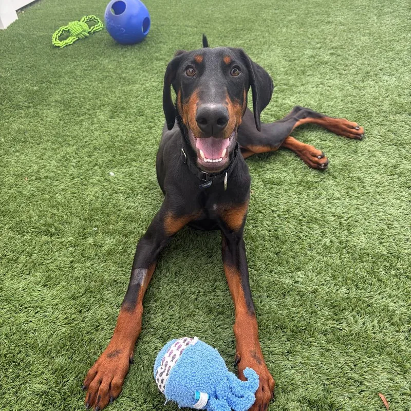 A young medium-sized male Black Doberman Pinscher dog named Remi for adoption in Naperville, IL