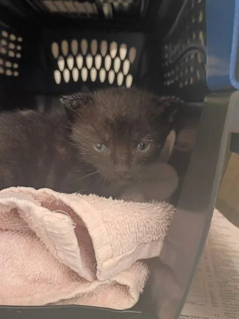 A baby small-sized male Domestic Short Hair cat named Marvin for adoption in Fort Lauderdale, FL