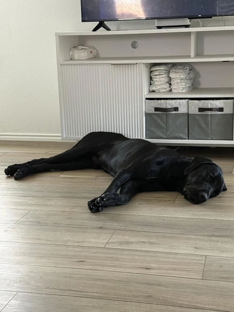 A young extra large-sized male Cane Corso dog named Sirius for adoption in McKinney, TX