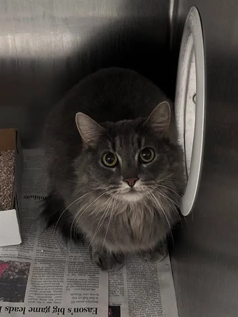 An adult large-sized female Domestic Long Hair cat named Velvet for adoption in Dallas, TX