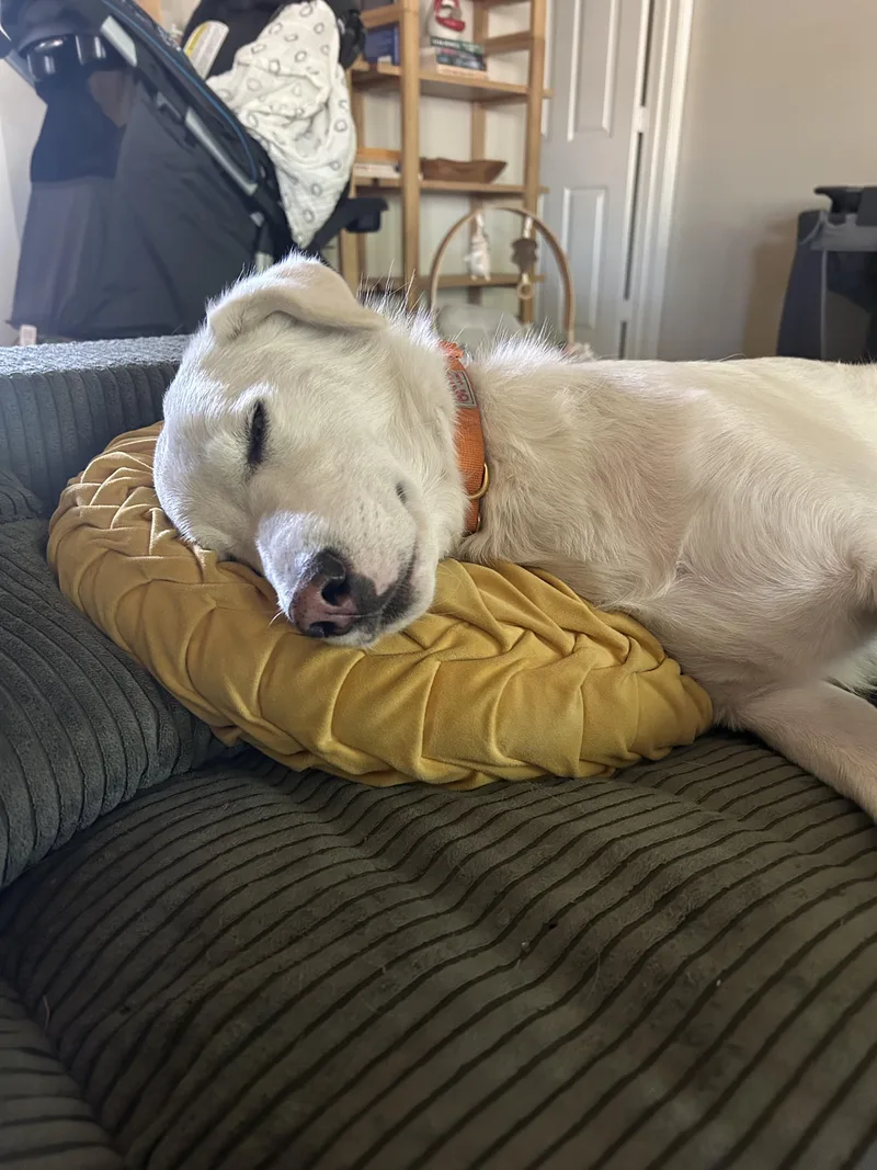 Daisy Dingo thumbnail 2