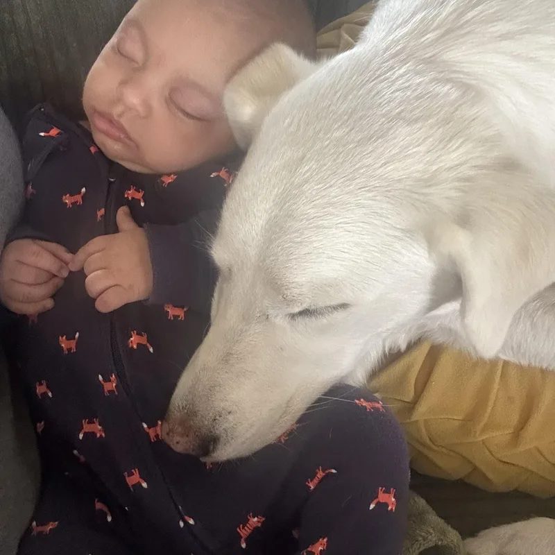 Daisy Dingo thumbnail 3