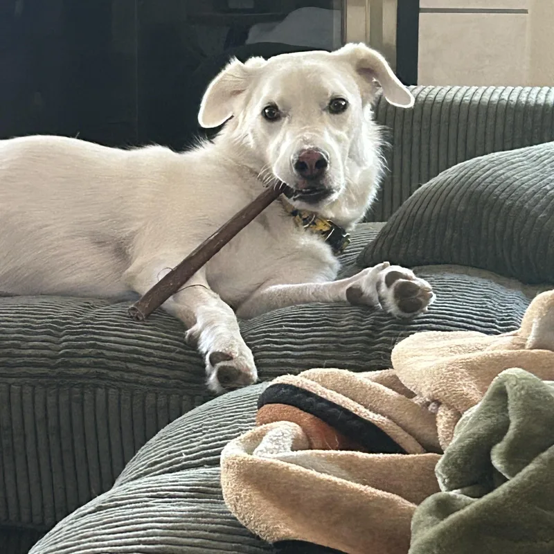 Daisy Dingo thumbnail 5