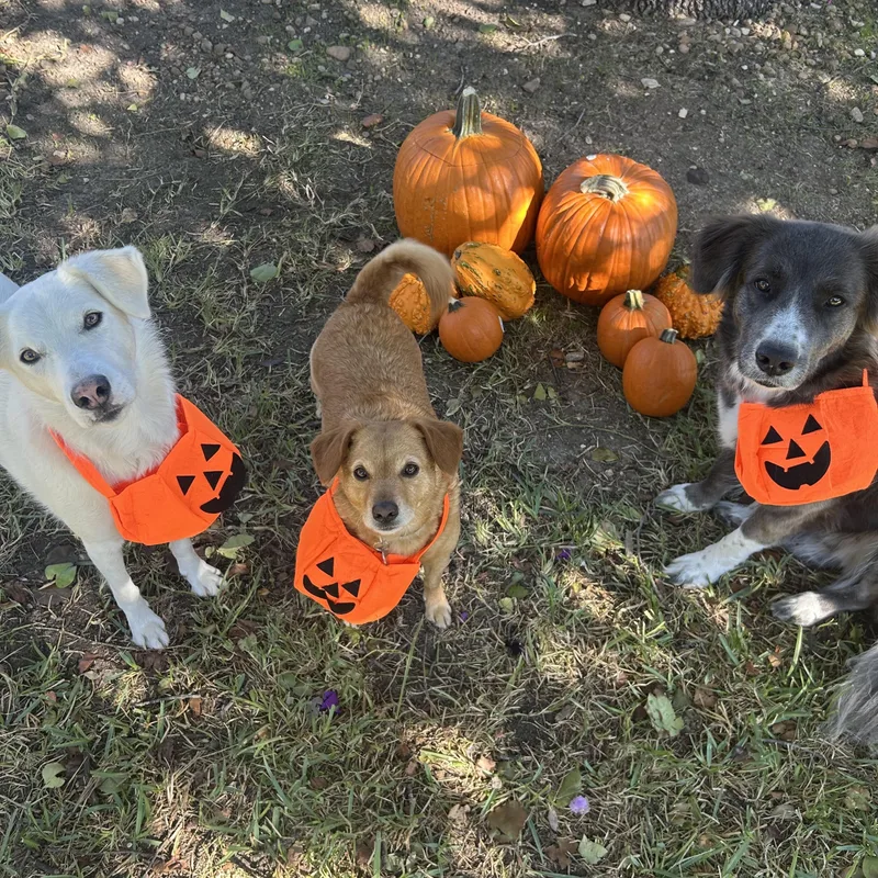 Daisy Dingo thumbnail 6