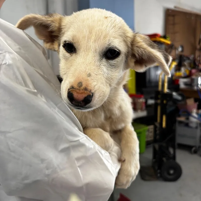A baby small-sized female White / Cream Mixed Breed dog named Chiffon for adoption in Moab, UT