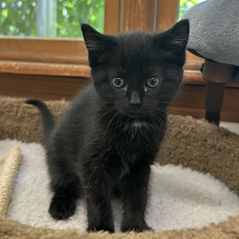 Biscuit