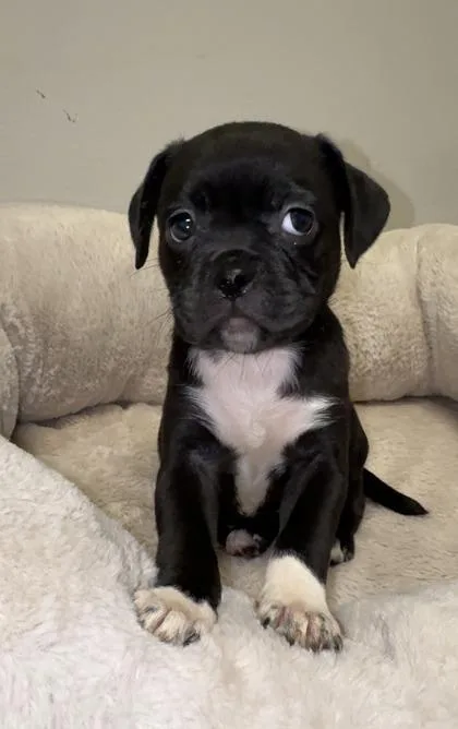 A baby small-sized female Boxer dog named Rhodes for adoption in Lawrenceville, GA