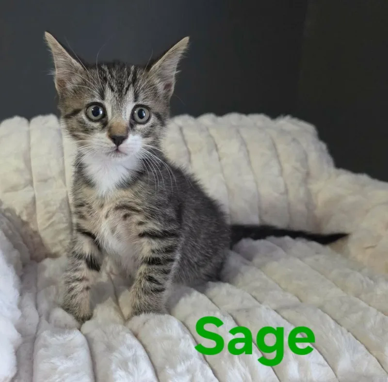A baby medium-sized female Domestic Short Hair cat named Sage for adoption in Longwood, FL
