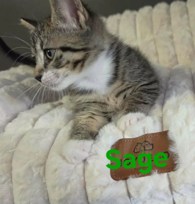 Sage thumbnail 2