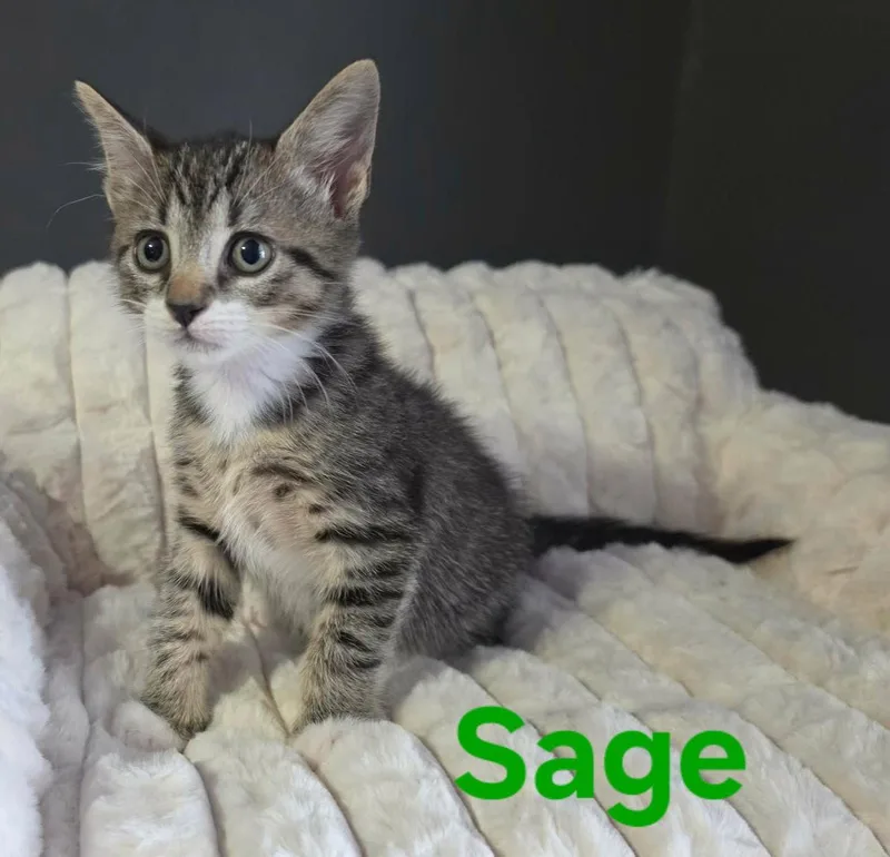 Sage thumbnail 3