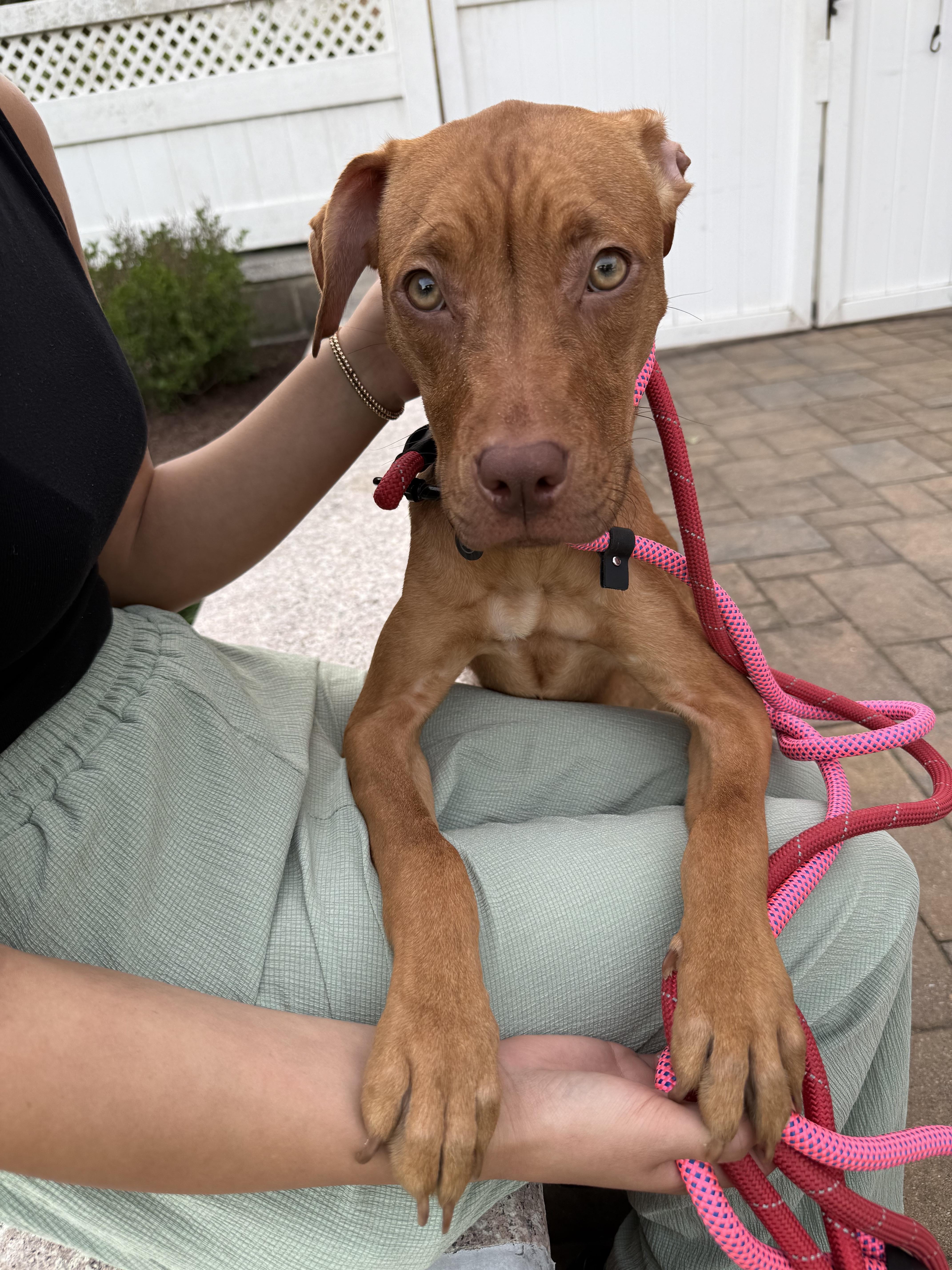 A baby medium-sized female Red / Chestnut / Orange American Staffordshire Terrier dog named Esperanza for adoption in Harrison, NY