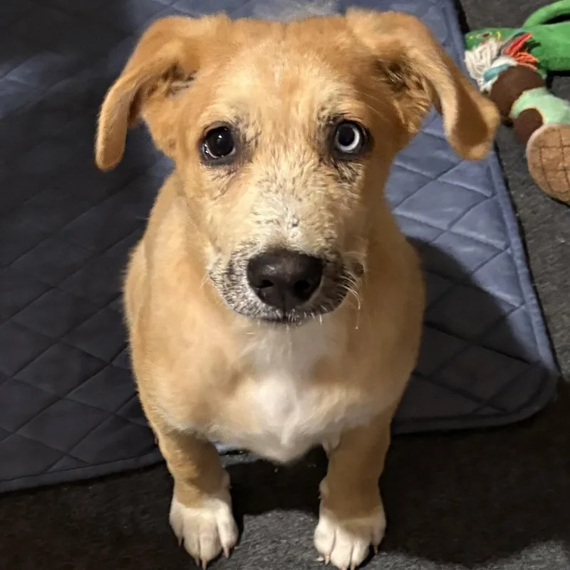 A baby large-sized male Great Pyrenees dog named Ranger for adoption in Krum, TX